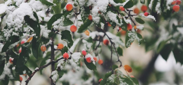 Comment savoir si un modèle de voiture est adapté aux conditions hivernales ?